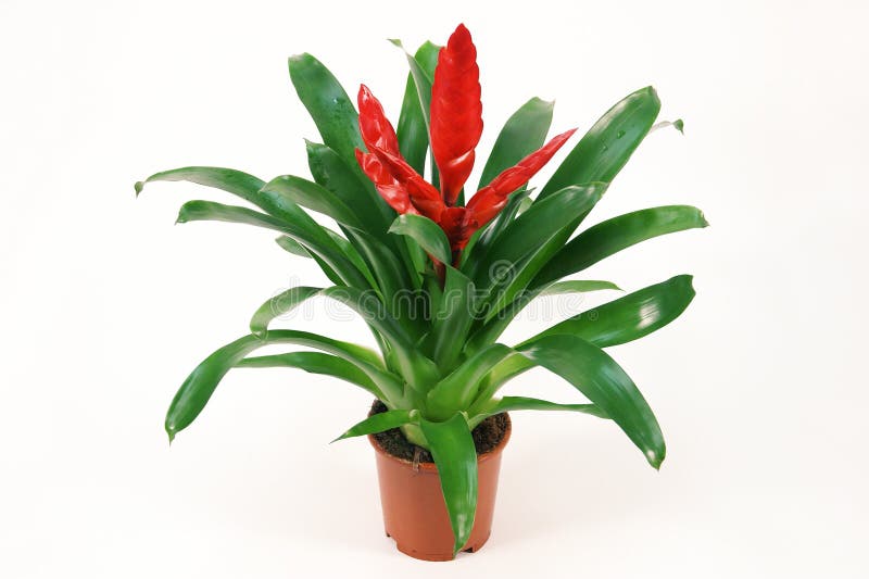 Pianta sbocciante di Vriesea rosso in vaso da fiori immagine stock Pianta sbocciante di Vriesea rosso in vaso da fiori immagine stock