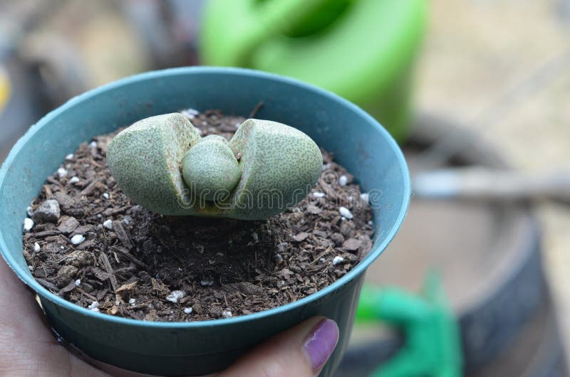 Pianta spaccata del succulente della roccia di Nelii del Pleiospilos fotografie stock libere da diritti Pianta spaccata del succulente della roccia di Nelii del Pleiospilos fotografie stock libere da diritti