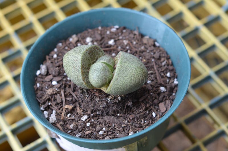 Pianta spaccata del succulente della roccia di Nelii del Pleiospilos fotografia stock libera da diritti Pianta spaccata del succulente della roccia di Nelii del Pleiospilos fotografia stock libera da diritti