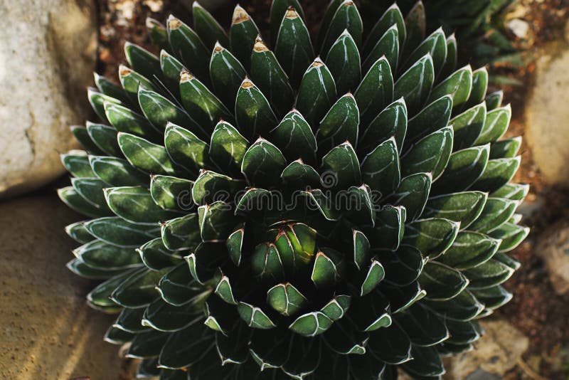 pianta succulente di echeveria in una forma rosa fotografia stock pianta succulente di echeveria in una forma rosa fotografia stock