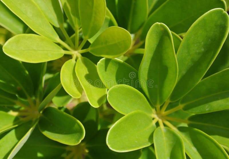 Exotic tropical green leaves plant in the Caribbean Dominican Republic. Exotic tropical green leaves plant in the Caribbean Dominican Republic