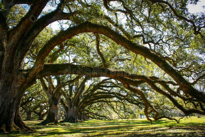 Piantagione della Luisiana con una bella linea di querce fotografie stock libere da diritti Piantagione della Luisiana con una bella linea di querce fotografie stock libere da diritti