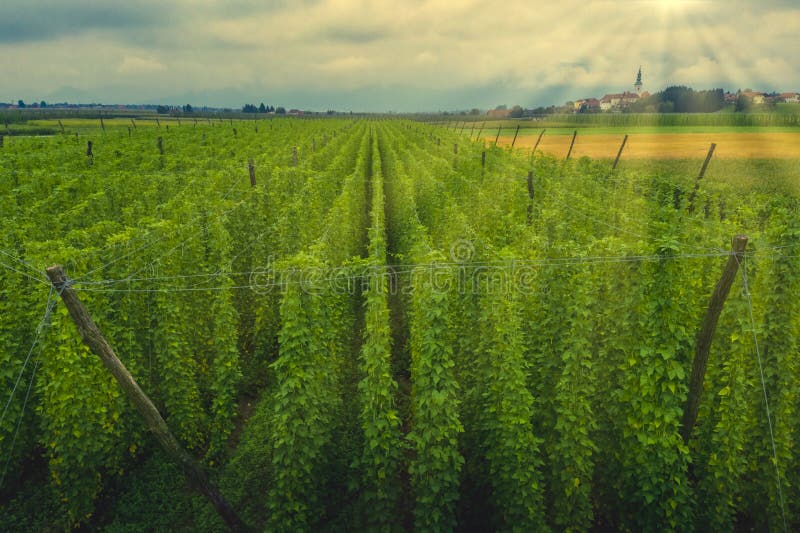 piantagione di luppolo biologico pronta per la raccolta di birra ecologica tradizionale