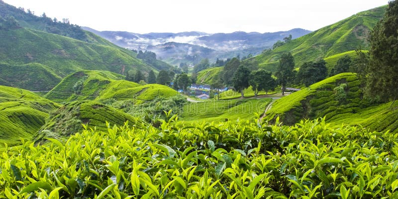 Piantagione di tè di BOH, Cameron Highlands, Pahang, Malesia