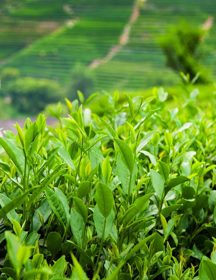 Piantagione di tè nel villaggio Hangzhou, Cina di Meijiawu fotografia stock libera da diritti Piantagione di tè nel villaggio Hangzhou, Cina di Meijiawu fotografia stock libera da diritti