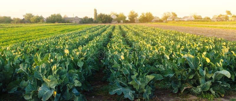 Piantagioni di broccoli al tramonto sul campo Coltivazione di ortaggi organici Prodotti ecocompatibili Agricoltura e agricoltura