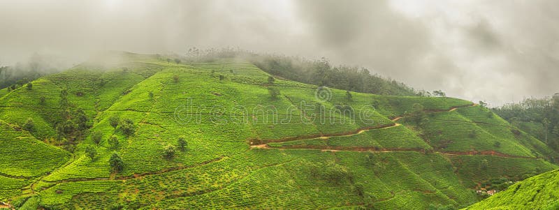 piantagioni di tè La Sri Lanka Panorama fotografie stock libere da diritti piantagioni di tè La Sri Lanka Panorama fotografie stock libere da diritti