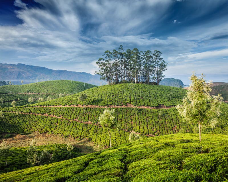 Piantagioni di tè verde in Munnar, Kerala, India fotografia stock Piantagioni di tè verde in Munnar, Kerala, India fotografia stock