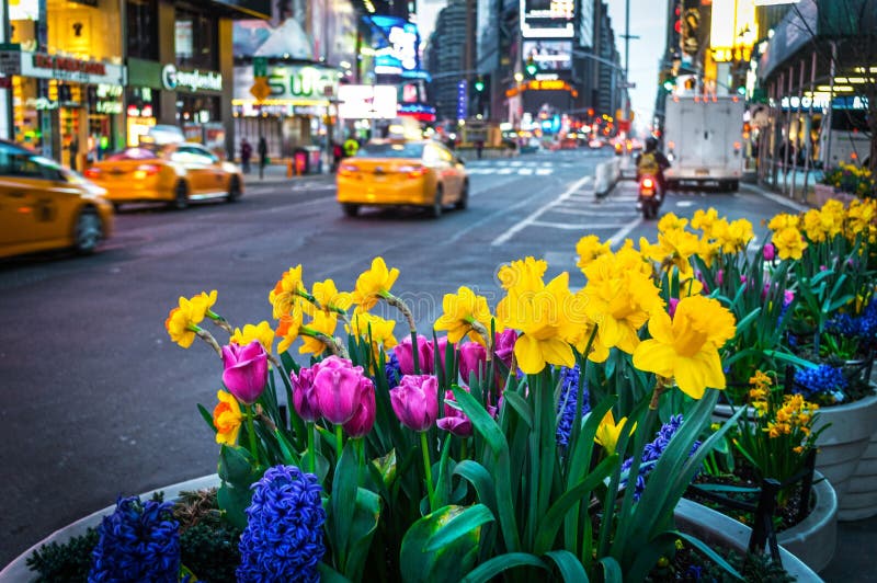 Piantatrici della primavera del Times Square immagine stock libera da diritti Piantatrici della primavera del Times Square immagine stock libera da diritti