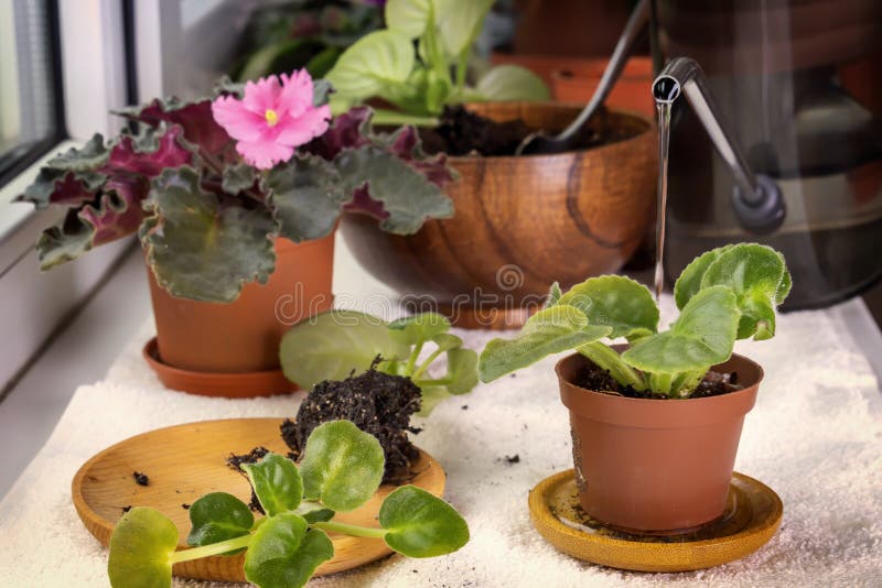 Piantatura delle saintpaulie delle viole dei bambini in un vaso di fiore Primo piano fotografia stock Piantatura delle saintpaulie delle viole dei bambini in un vaso di fiore Primo piano fotografia stock