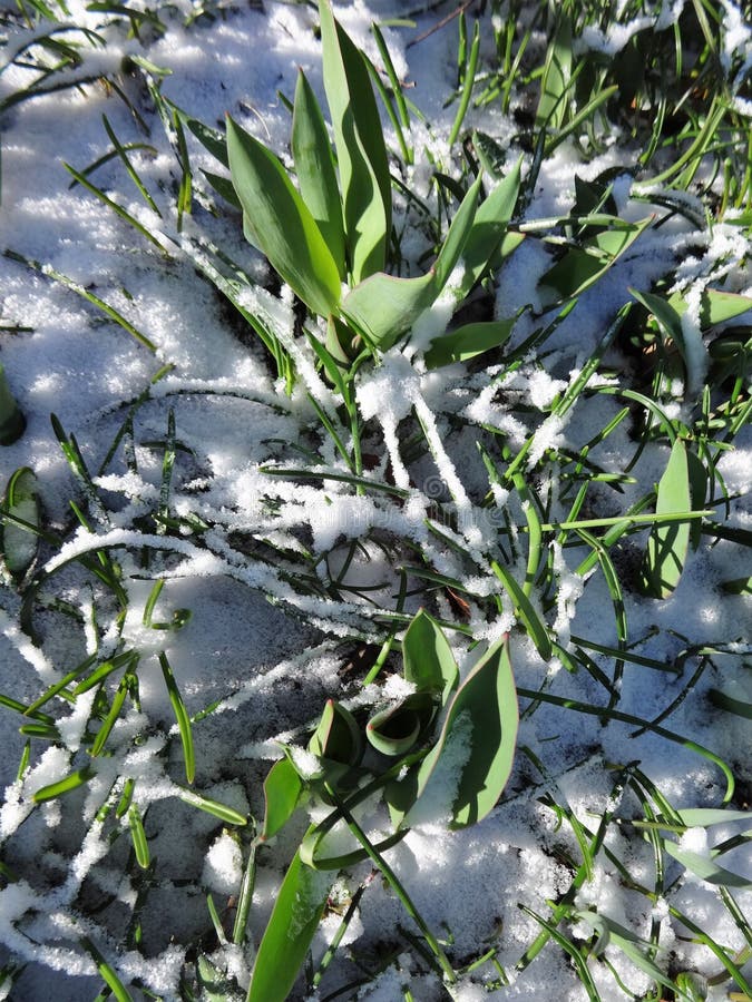 Overnight snow covered plants that will bloom in the spring. Overnight snow covered plants that will bloom in the spring