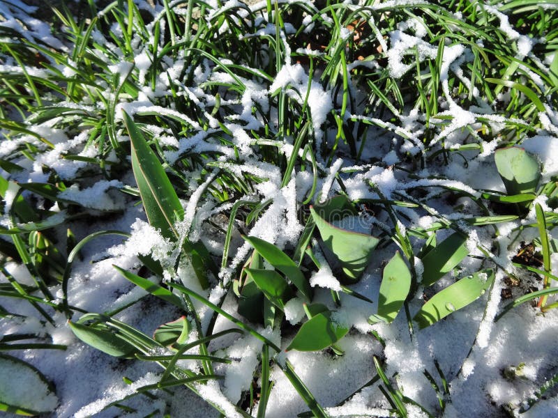 Overnight snow covered plants that will bloom in the spring. Overnight snow covered plants that will bloom in the spring
