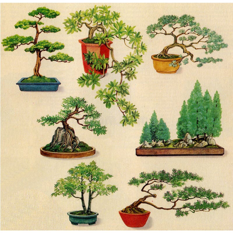 Piante dei bonsai per colore