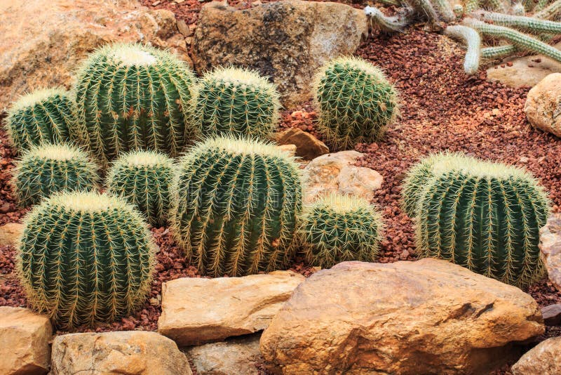 Piante del cactus, piante del deserto, natura immagine stock Piante del cactus, piante del deserto, natura immagine stock