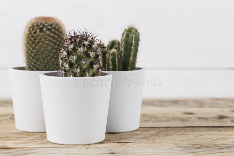 Piante del cactus in vasi fotografia stock libera da diritti Piante del cactus in vasi fotografia stock libera da diritti
