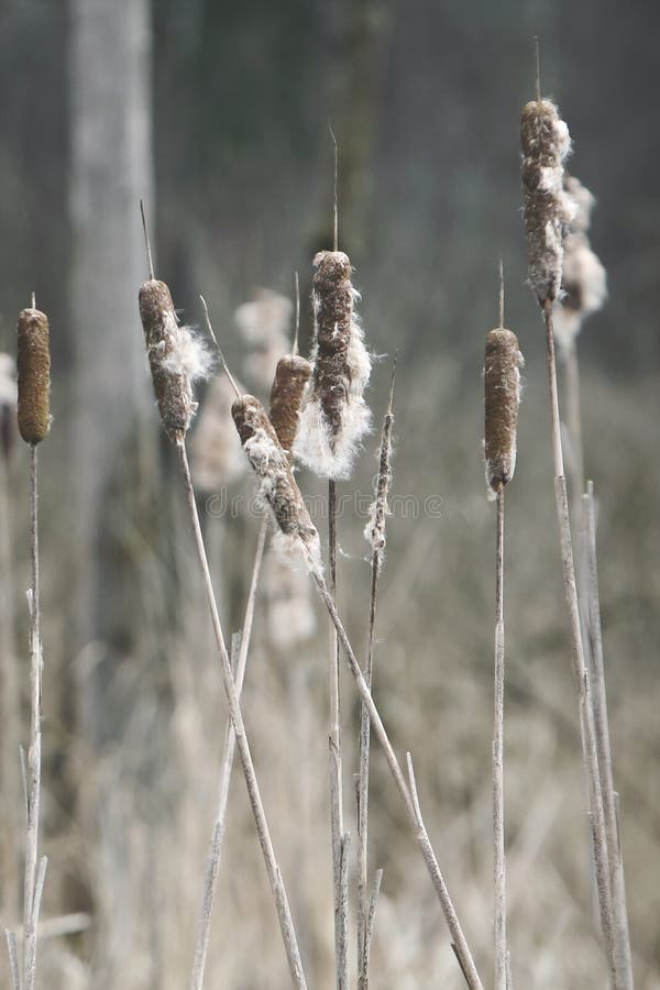 Piante del Cattail nell'inverno immagine stock libera da diritti Piante del Cattail nell'inverno immagine stock libera da diritti