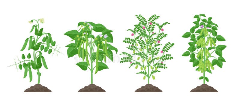 Piante del legume con la crescita di frutti matura dal suolo isolato su fondo bianco Pisello, fagiolo comune, cece, soia illustrazione vettoriale Piante del legume con la crescita di frutti matura dal suolo isolato su fondo bianco Pisello, fagiolo comune, cece, soia illustrazione vettoriale