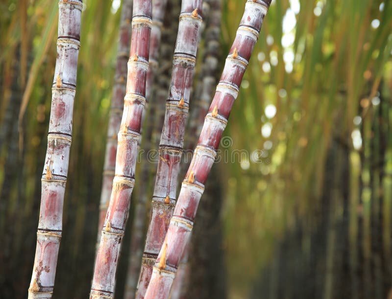 Piante della canna da zucchero fotografie stock Piante della canna da zucchero fotografie stock