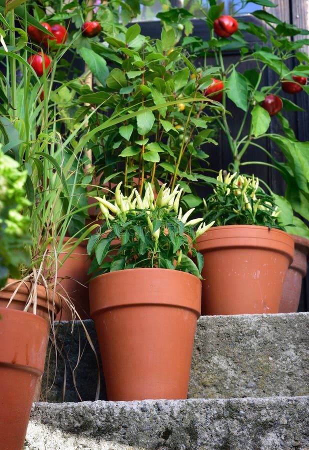 Piante delle verdure del giardino del contenitore in vaso fotografia stock libera da diritti Piante delle verdure del giardino del contenitore in vaso fotografia stock libera da diritti