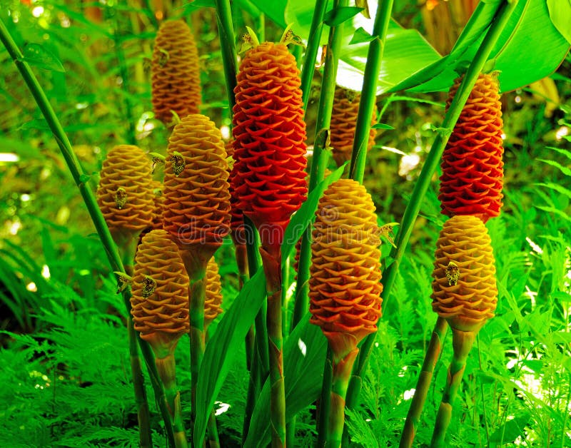 Piante dello zenzero in una foresta pluviale Piante dello zenzero in una foresta pluviale
