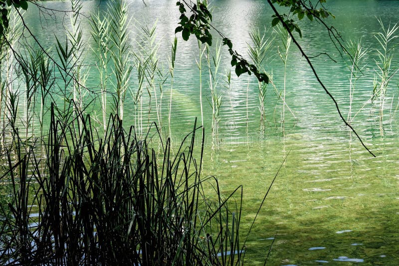 Piante di canne sulle rive di un lago. Piante di erba e erba al confine di un piccolo corso d'acqua