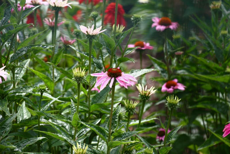 Piante di Echinacea. Le piante fresche di un'echinacea cominciano a fiorire I primi fiori e ci sono molti boccioli non aperti