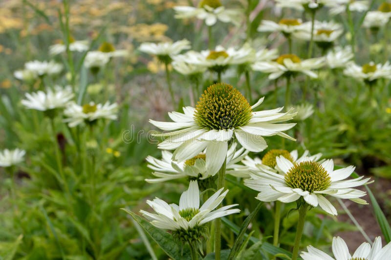 Piante di echinacea o di conforto con fiori bianchi immagine stock libera da diritti
