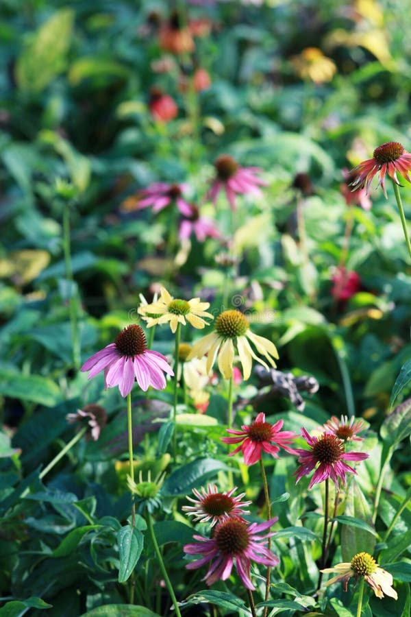 Piante di echinacea perrenale colorate di conifere immagini stock libere da diritti