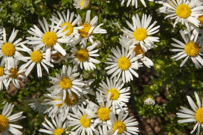 Piante di echinacea in un giardino di fiori immagine stock libera da diritti