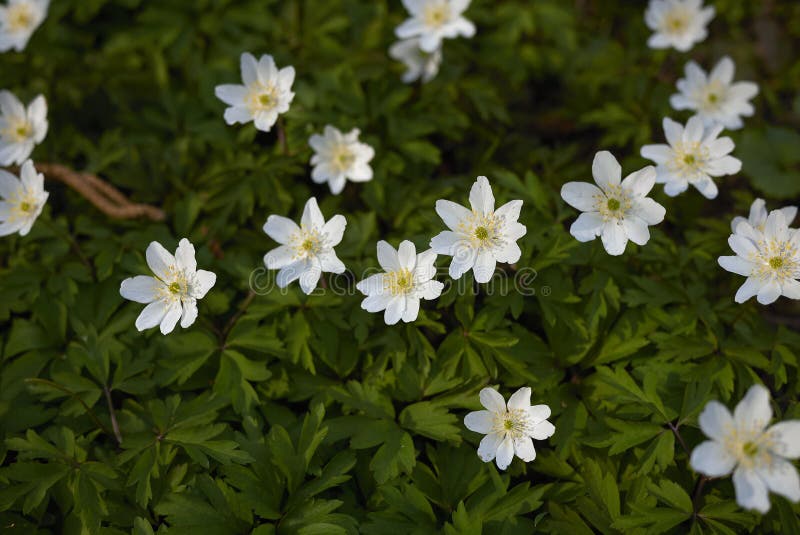 Piante di nemorosa dell'anemone fotografia stock libera da diritti Piante di nemorosa dell'anemone fotografia stock libera da diritti