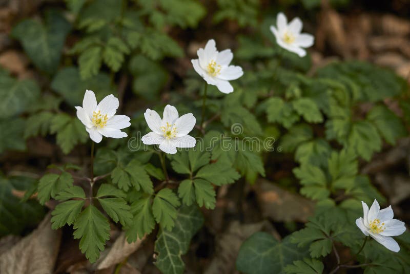 Piante di nemorosa dell'anemone fotografia stock libera da diritti Piante di nemorosa dell'anemone fotografia stock libera da diritti