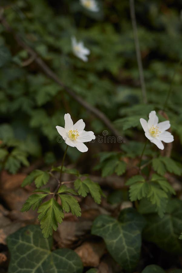 Piante di nemorosa dell'anemone fotografia stock libera da diritti Piante di nemorosa dell'anemone fotografia stock libera da diritti