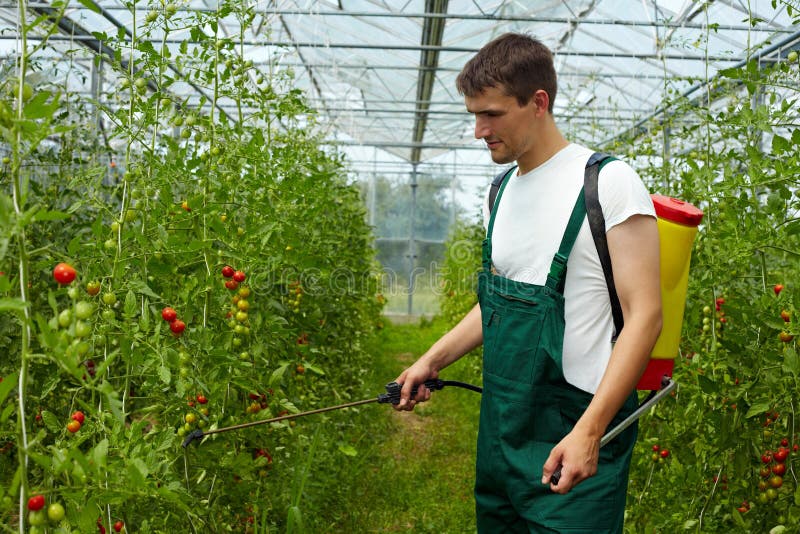 Piante di pomodori manuring del coltivatore immagini stock libere da diritti Piante di pomodori manuring del coltivatore immagini stock libere da diritti