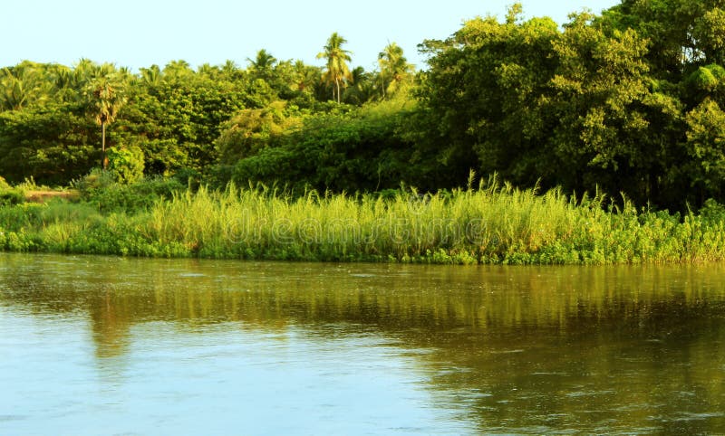 Piante e fiume di Reed immagine stock libera da diritti