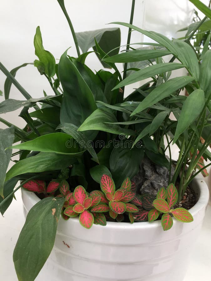Piante miste che crescono insieme nel vaso immagine stock libera da diritti Piante miste che crescono insieme nel vaso immagine stock libera da diritti