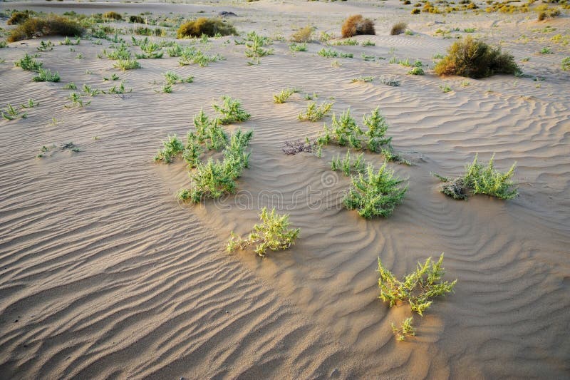 Piante nel deserto immagine stock libera da diritti
