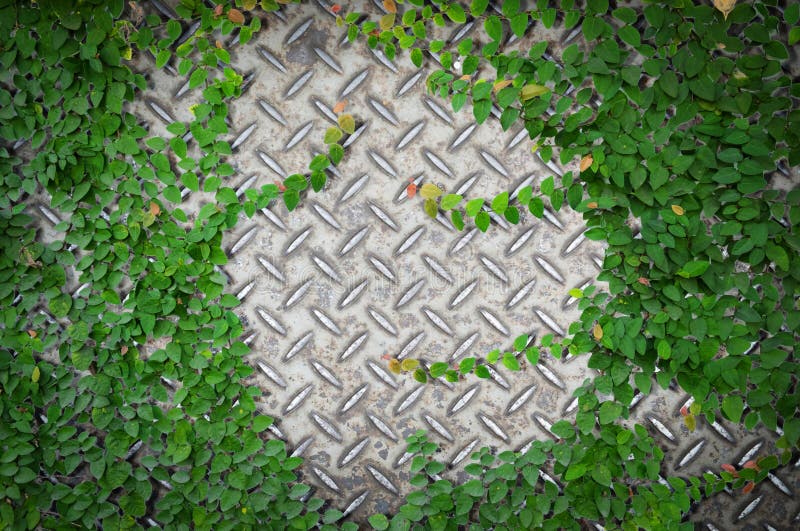 Piante ornamentali o albero del giardino o dell'edera con il vecchio piatto del diamante del metallo o il vecchio piatto d'acciai fotografie stock Piante ornamentali o albero del giardino o dell'edera con il vecchio piatto del diamante del metallo o il vecchio piatto d'acciai fotografie stock