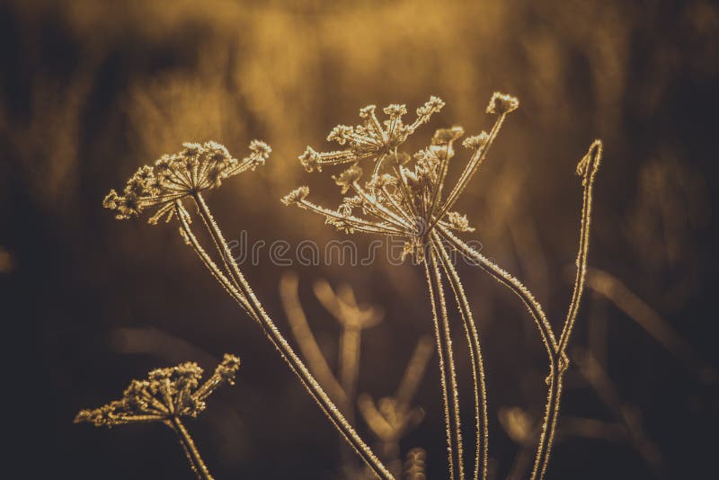 Piante secche e gelo, trave solare invernale. Piante secche e gelo, splendida macro invernale