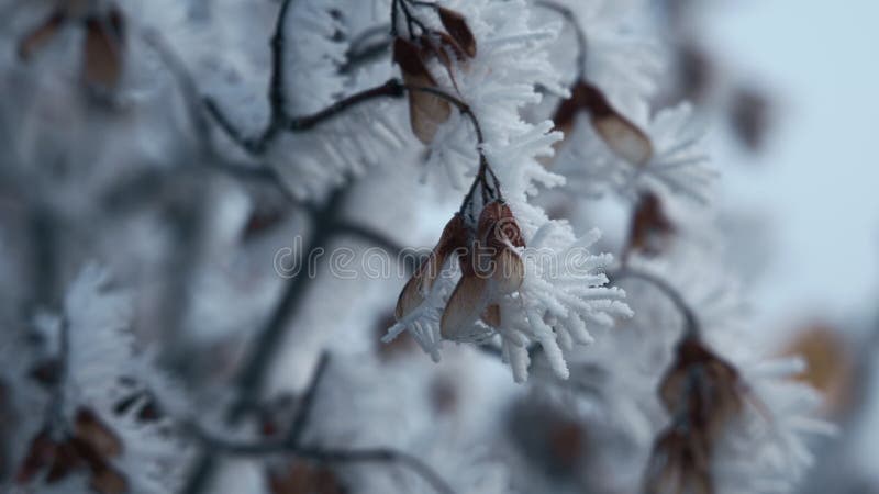 Piante secche e rami di alberi ricoperti di neve al mattino congelato