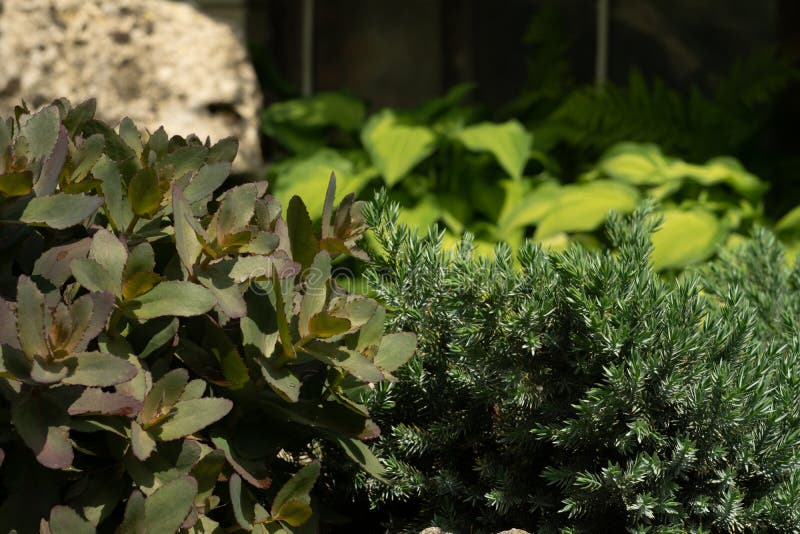 Piante verdi nel giardino contro lo sfondo della pietra immagini stock Piante verdi nel giardino contro lo sfondo della pietra immagini stock
