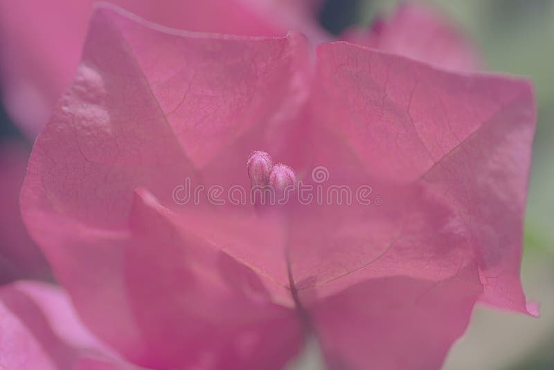 Pianti il fondo le brattee ed i fiori della buganvillea fotografia stock libera da diritti Pianti il fondo le brattee ed i fiori della buganvillea fotografia stock libera da diritti