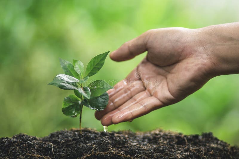 Pianti un albero che innaffia nella piantatura della mano della natura immagini stock Pianti un albero che innaffia nella piantatura della mano della natura immagini stock