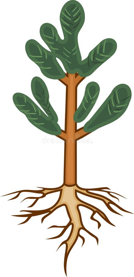 Piantina del pino con gli aghi ed il sistema verdi della radice royalty illustrazione gratis Piantina del pino con gli aghi ed il sistema verdi della radice royalty illustrazione gratis