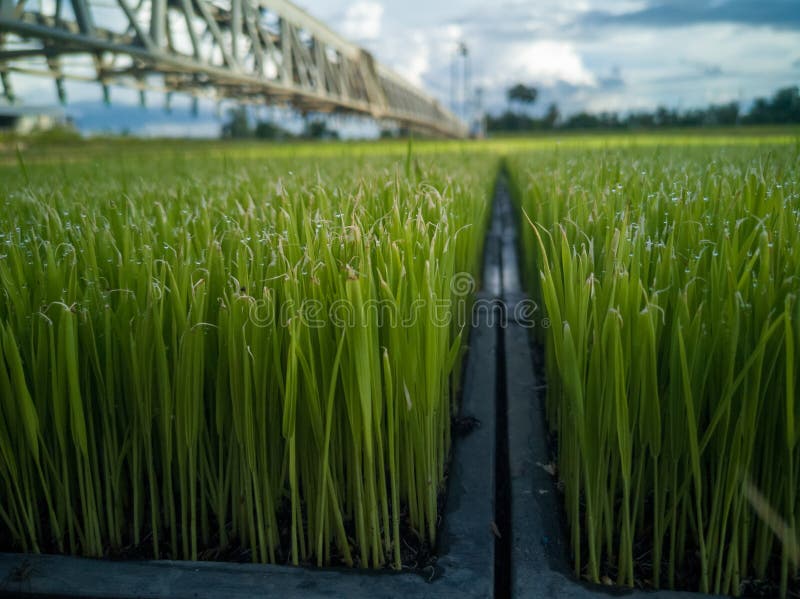 Piantine del riso nell'industria agricola che lavoro sistematicamente fotografia stock libera da diritti Piantine del riso nell'industria agricola che lavoro sistematicamente fotografia stock libera da diritti