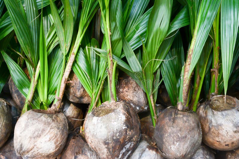 Coco Cave Reptiles Planet - Nascondiglio In Noce Di Cocco Per Terrario | Naturale Per Rettili E Piccoli Animali - Foto 11