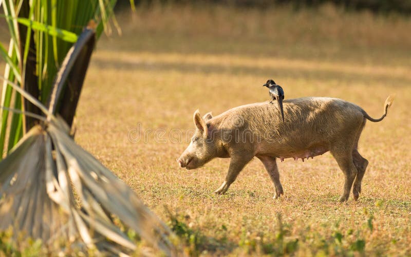 A Piapiac riding on a pig