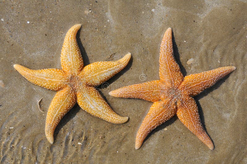 Two starfish (Asterias rubens) on the sand of a beach. Two starfish (Asterias rubens) on the sand of a beach