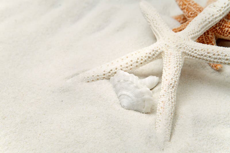 Starfish On White Sand With A Seashell. Starfish On White Sand With A Seashell