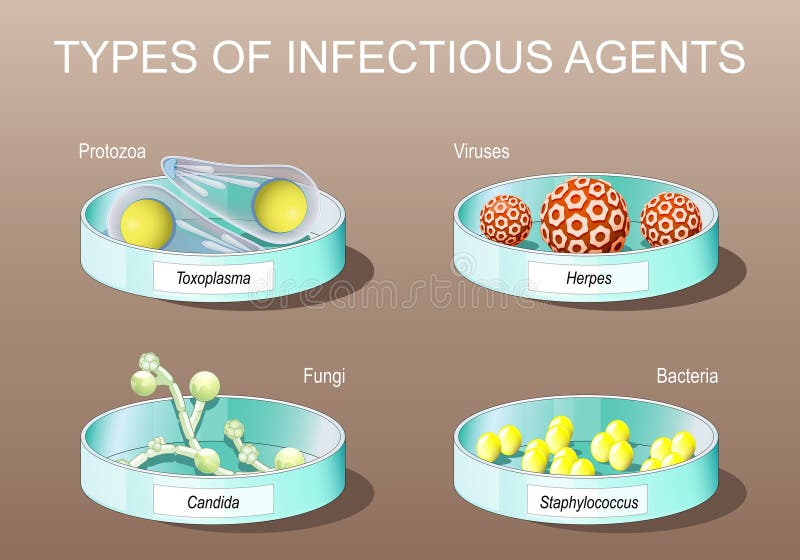 Piastrelle petri con candida albicans herpes virus stafilococcus e toxoplasma illustrazione di stock