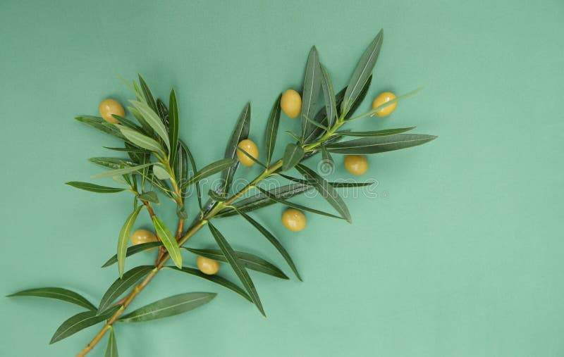 Piatto. Succhi di olive con foglie di olive verdi su fondo verde. Alimentazione sana dieta mediterranea. motivo, sfondo